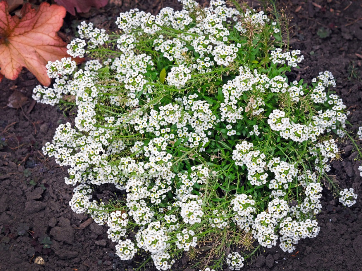 Sweet Alyssum plant photo by @Bees_Knees362 named Gouba on Greg, the plant care app.