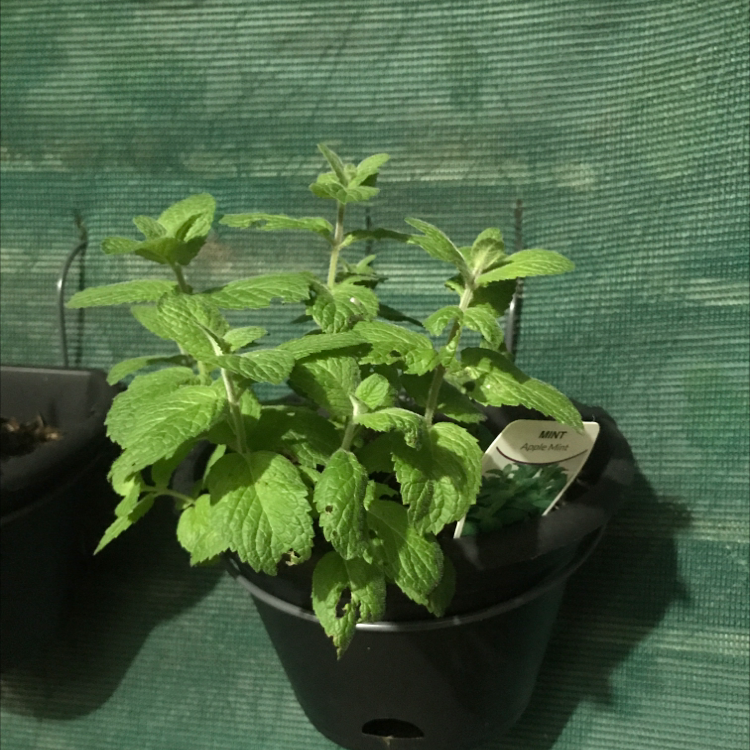 Healthy Lemon Balm plant in a black pot with vibrant green leaves.