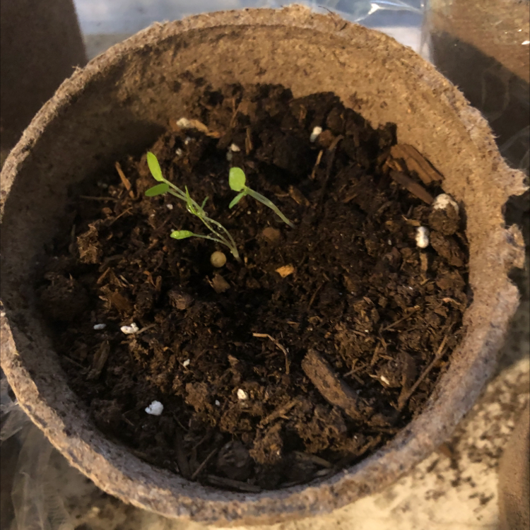 Photo of the plant species Flathead Larkspur by @Paigemily named Diana on Greg, the plant care app