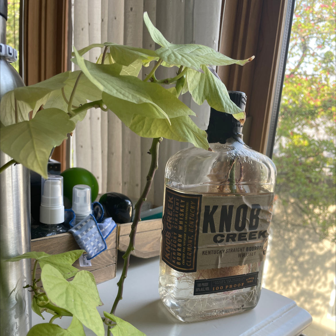 Healthy sweet potato vine with vibrant green leaves growing in a clear glass whiskey bottle on a windowsill.