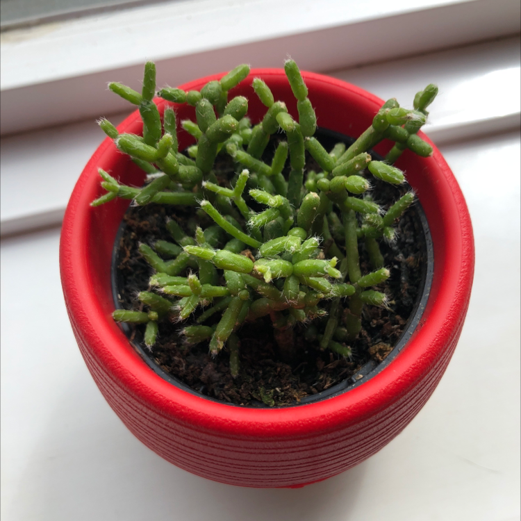 Potted Hairy Stemmed Rhipsalis plant with green segmented stems in a red pot.