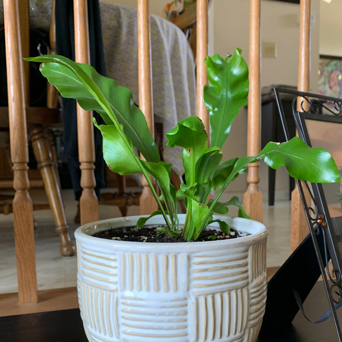Bird's Nest Fern plant photo by Rachel named Fernie on Greg, the plant care app.