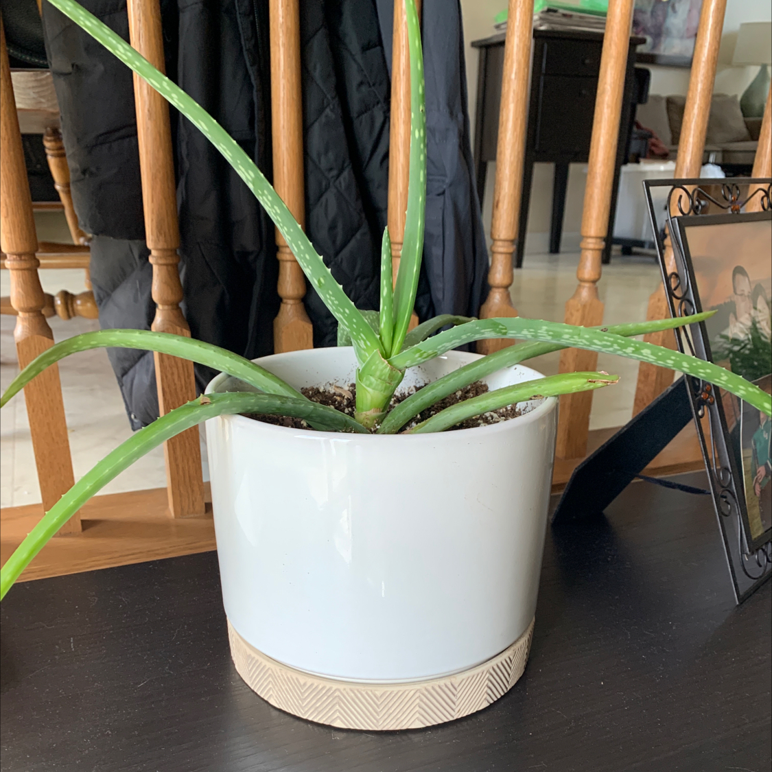 Aloe vera plant photo by Rachel named Edna on Greg, the plant care app.