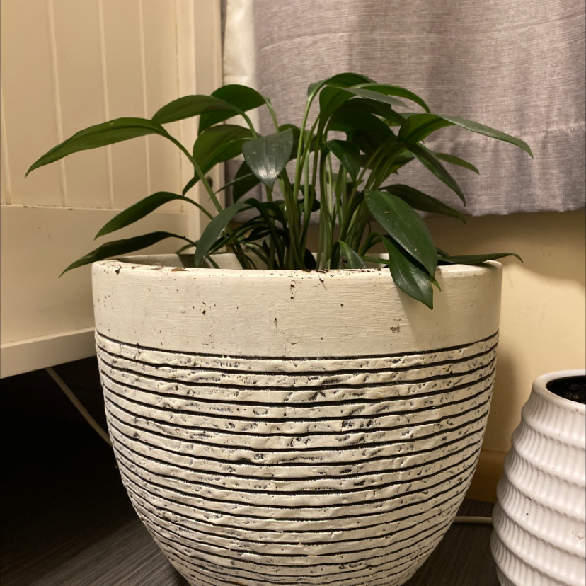 Photo of the plant species Green Supreme by @larahoneyfield named McKinley on Greg, the plant care app