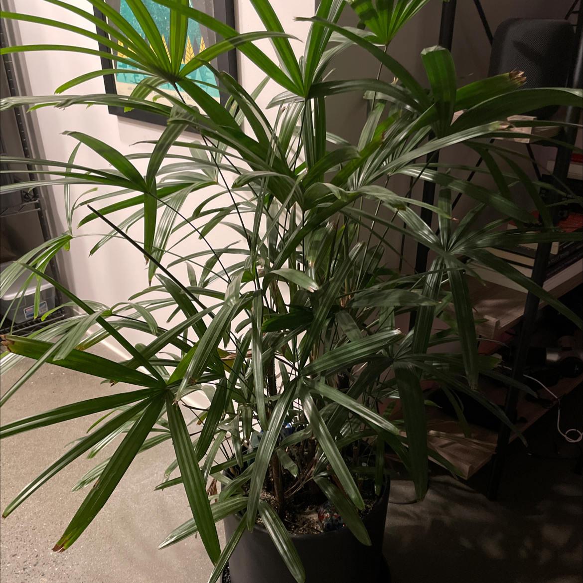 Healthy Rhapis palm with lush green fronds and visible potting soil, well-framed but slightly out of focus image.