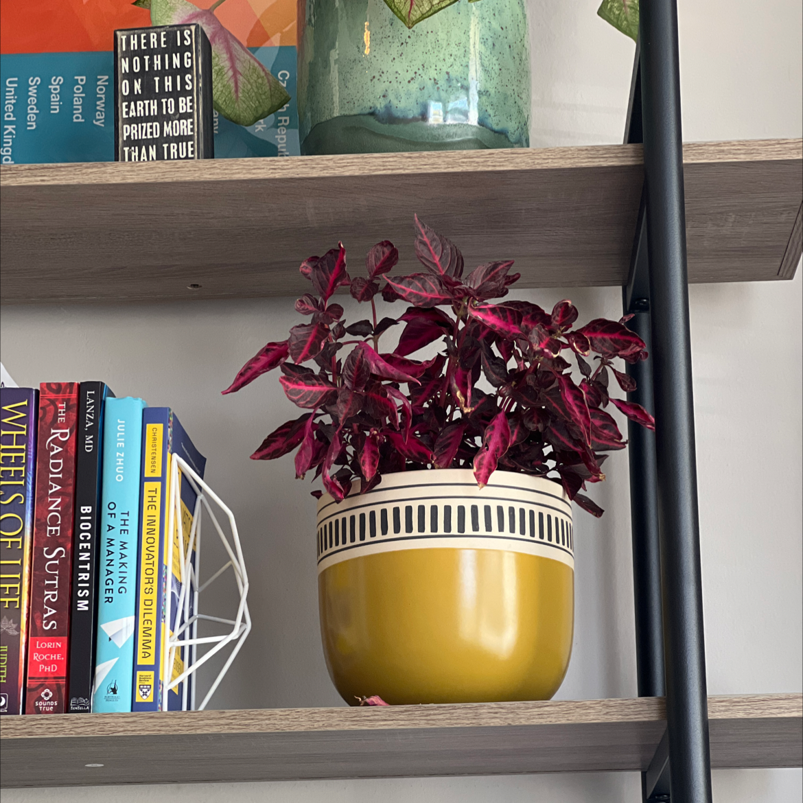 Vibrant burgundy Herbst's Bloodleaf plant in gold pot on shelf, healthy specimen with lush variegated foliage.