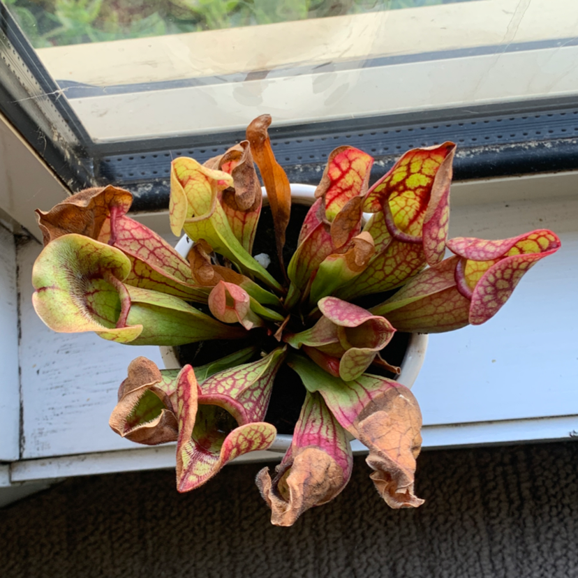 Purple Pitcher Plant near a window with noticeable browning and yellowing pitchers.