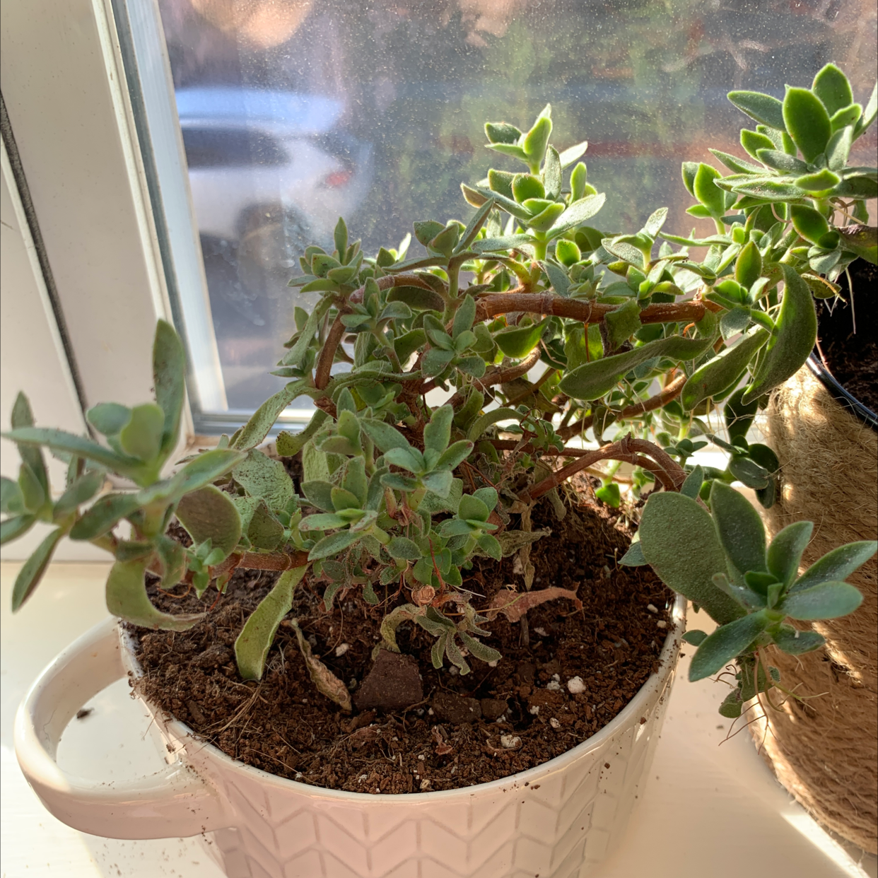 Baby Sun Rose plant in a white pot on a windowsill, with visible soil and healthy green leaves.