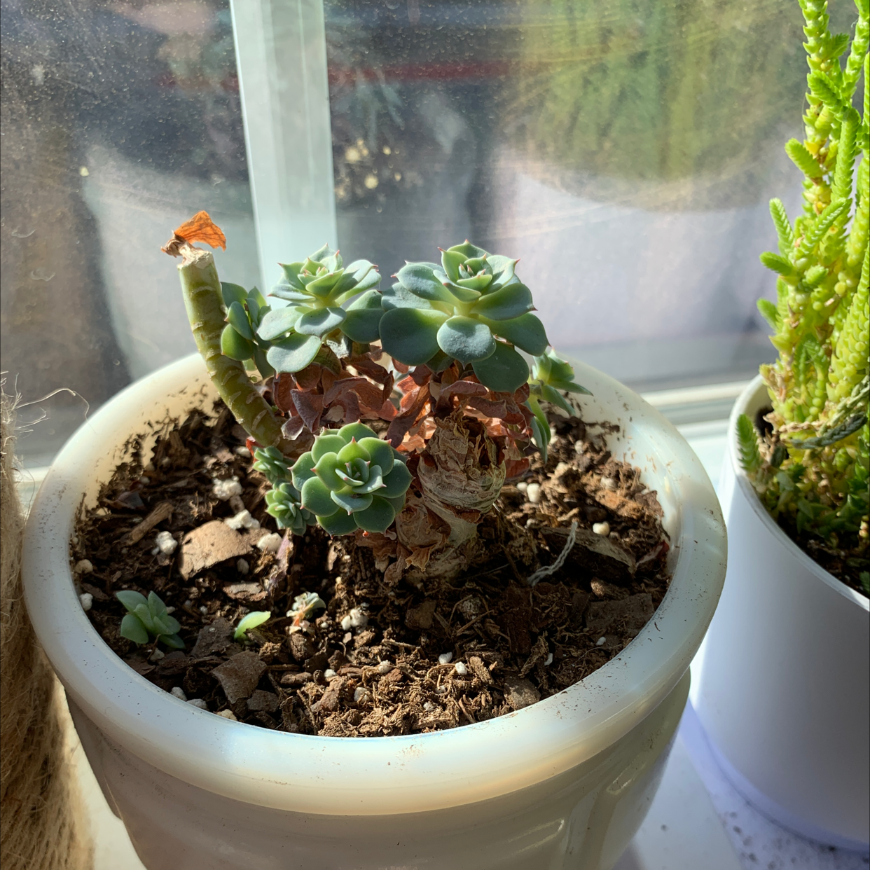 Blue Echeveria plant in a white pot near a window with some browning leaves.