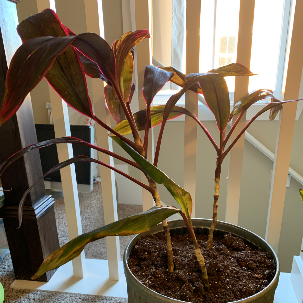A healthy, mature ti plant with vibrant red and green foliage in a brown pot situated near a bright window.