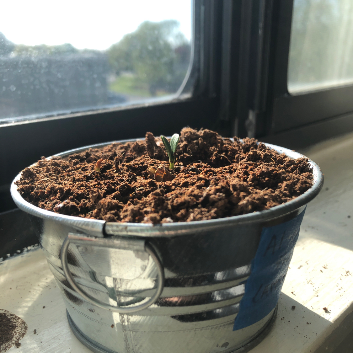 Apple plant seedling in a metal pot on a windowsill with visible soil.