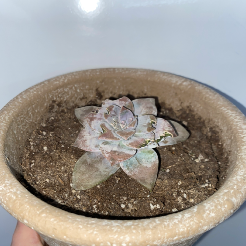 A small Graptopetalum succulent in a pot with visible soil and slight discoloration.