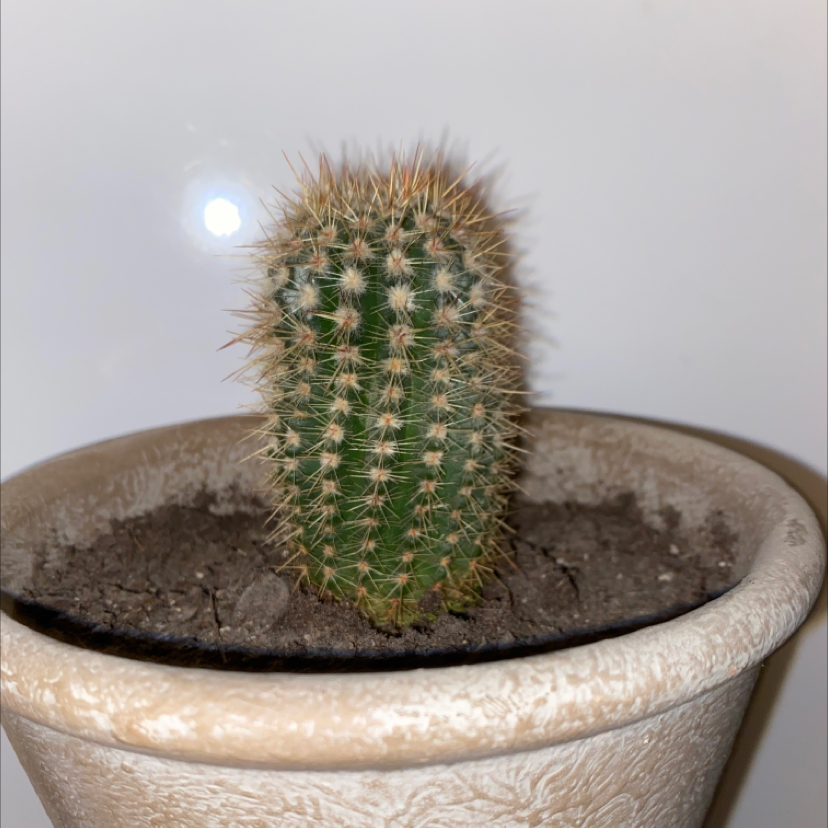 Correll's Hedgehog Cactus in a pot with visible soil, well-framed and in focus.