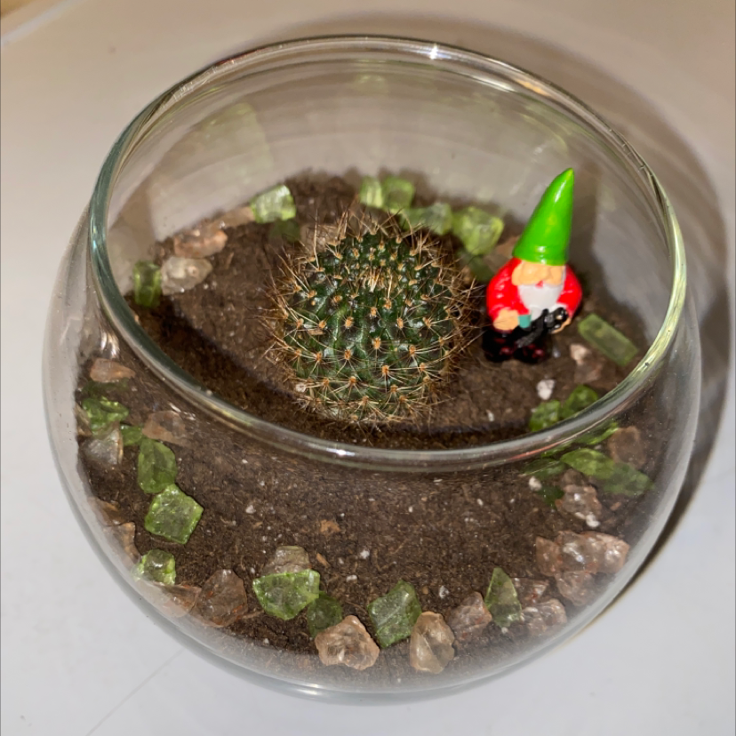 Photo of the plant species Rebutia fulviseta by @theya named Gobi on Greg, the plant care app