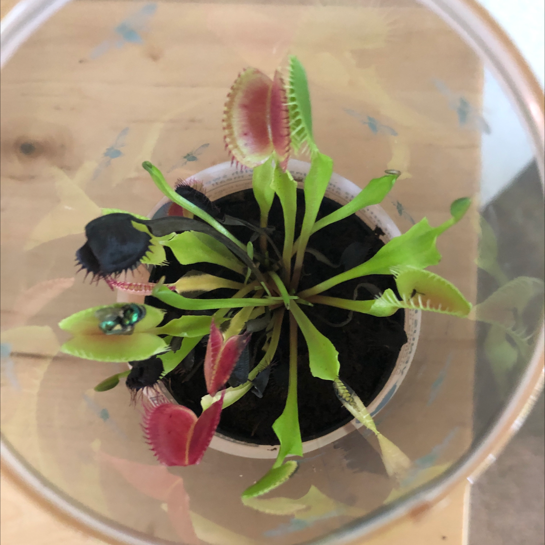 Venus Fly Trap plant in a pot with some blackened traps, indicating potential health issues.