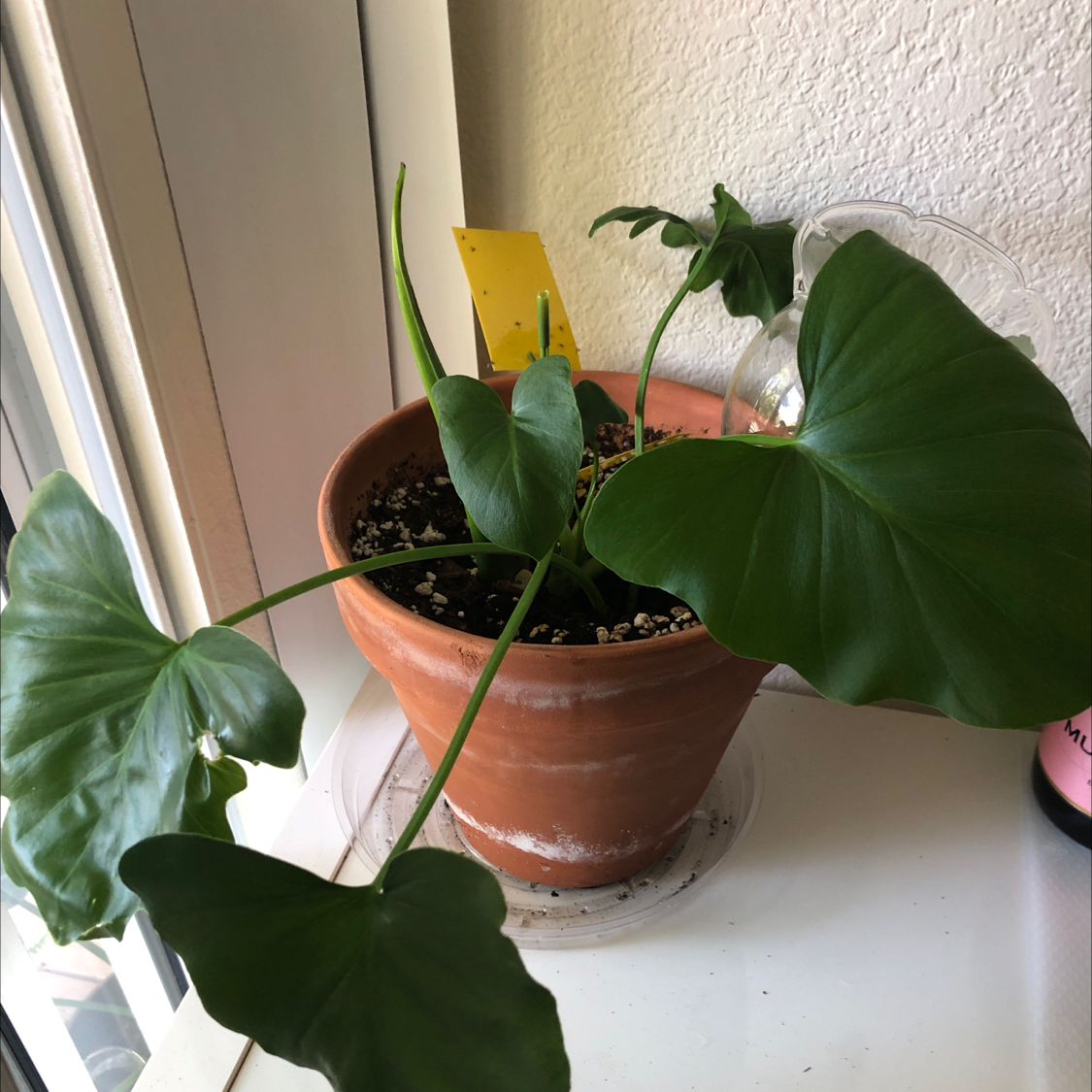Philodendron 'Hope Selloum' in a terracotta pot with large green leaves near a window.