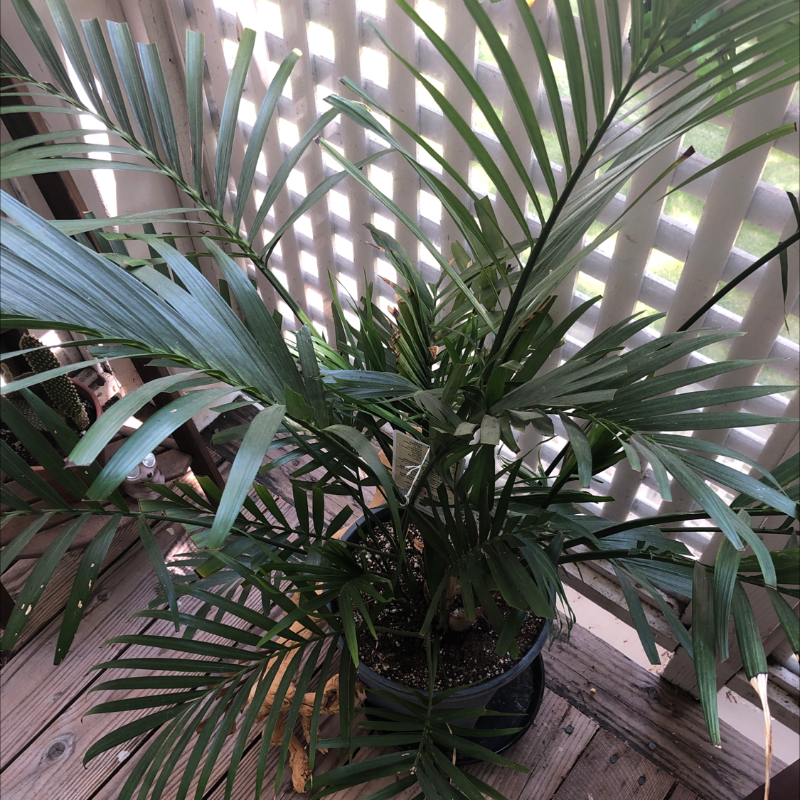 Healthy Cat Palm in black pot with lush green pinnate fronds, slight yellowing on lower leaves, against slatted background.
