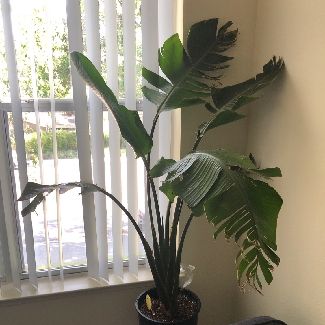 Healthy, thriving White Bird of Paradise plant with glossy green leaves in a white pot by a sunny window.