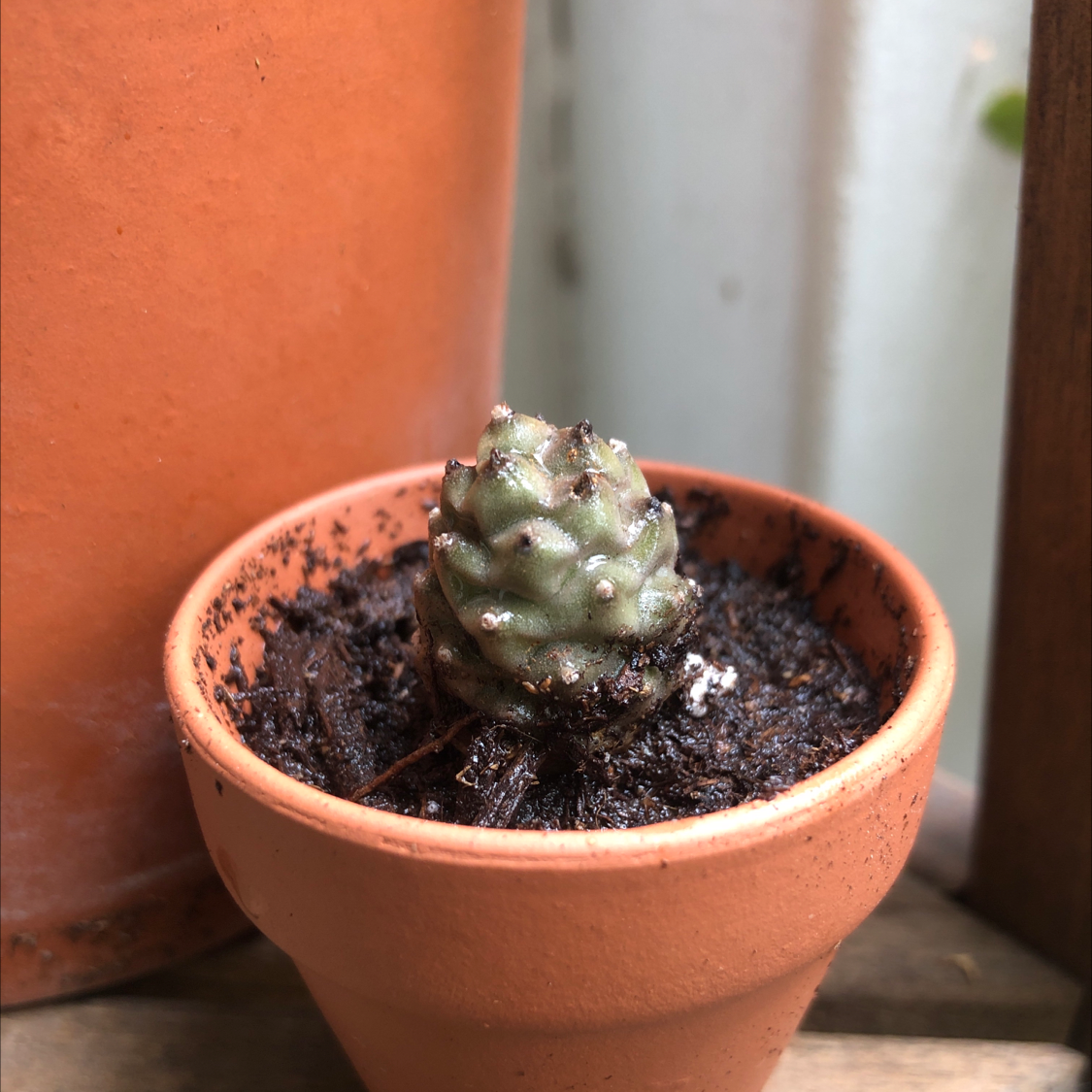 Pine Cone Cactus in a small terracotta pot with visible soil.