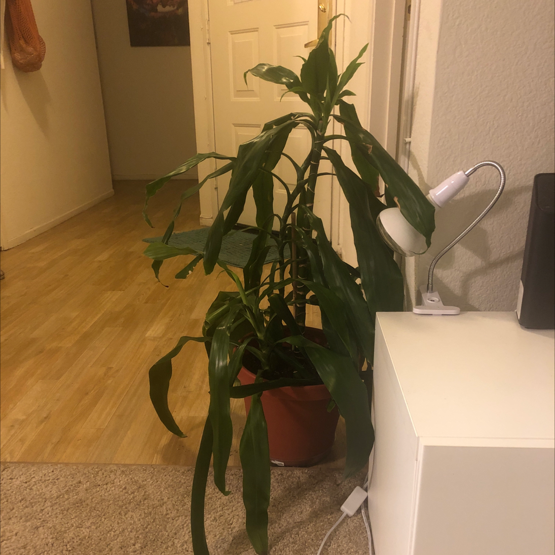 A healthy Cornstalk Dracaena plant with long green leaves, showing slight yellowing on lower leaves, in an indoor setting.