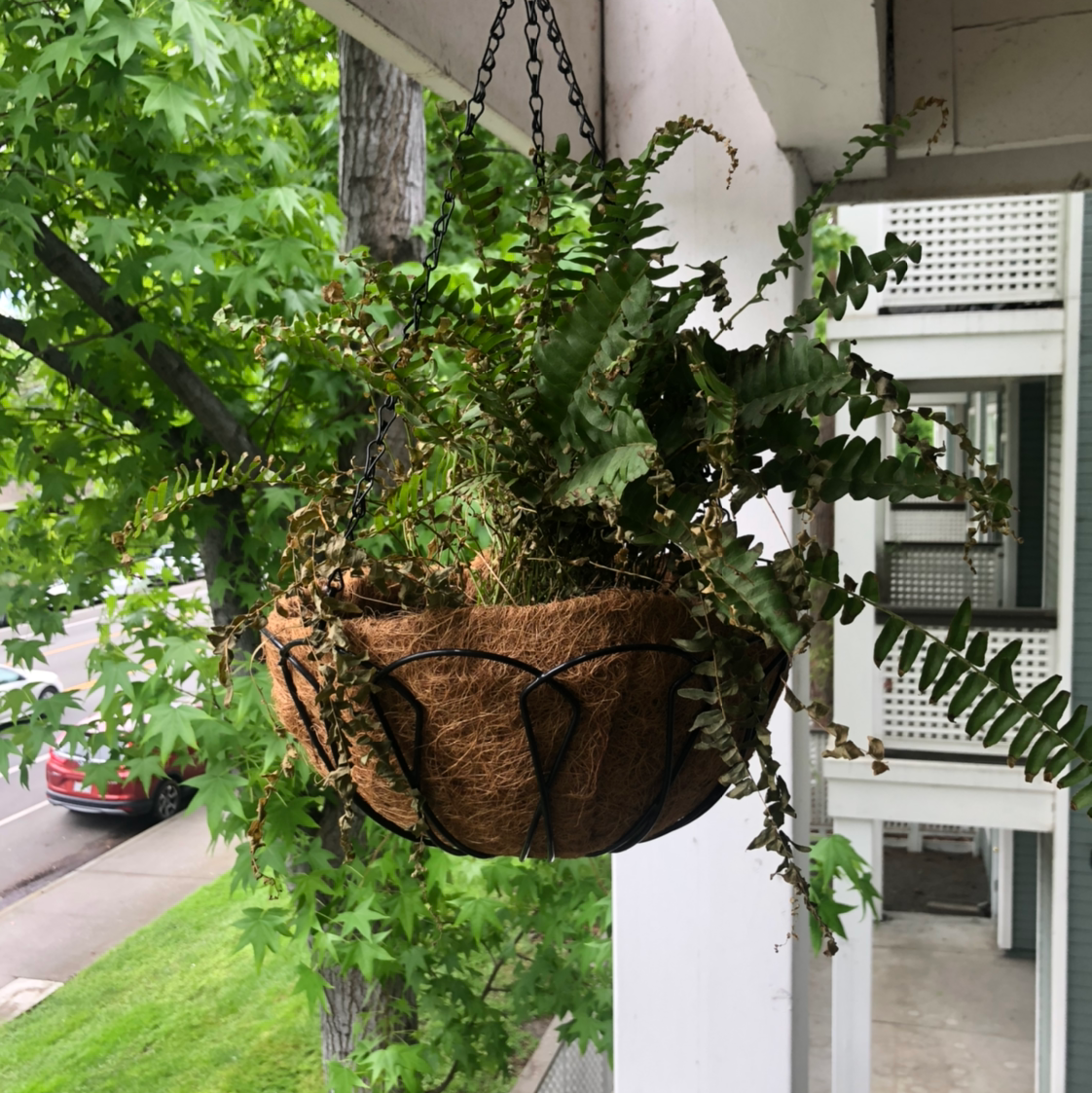 black dots on fern leaves
