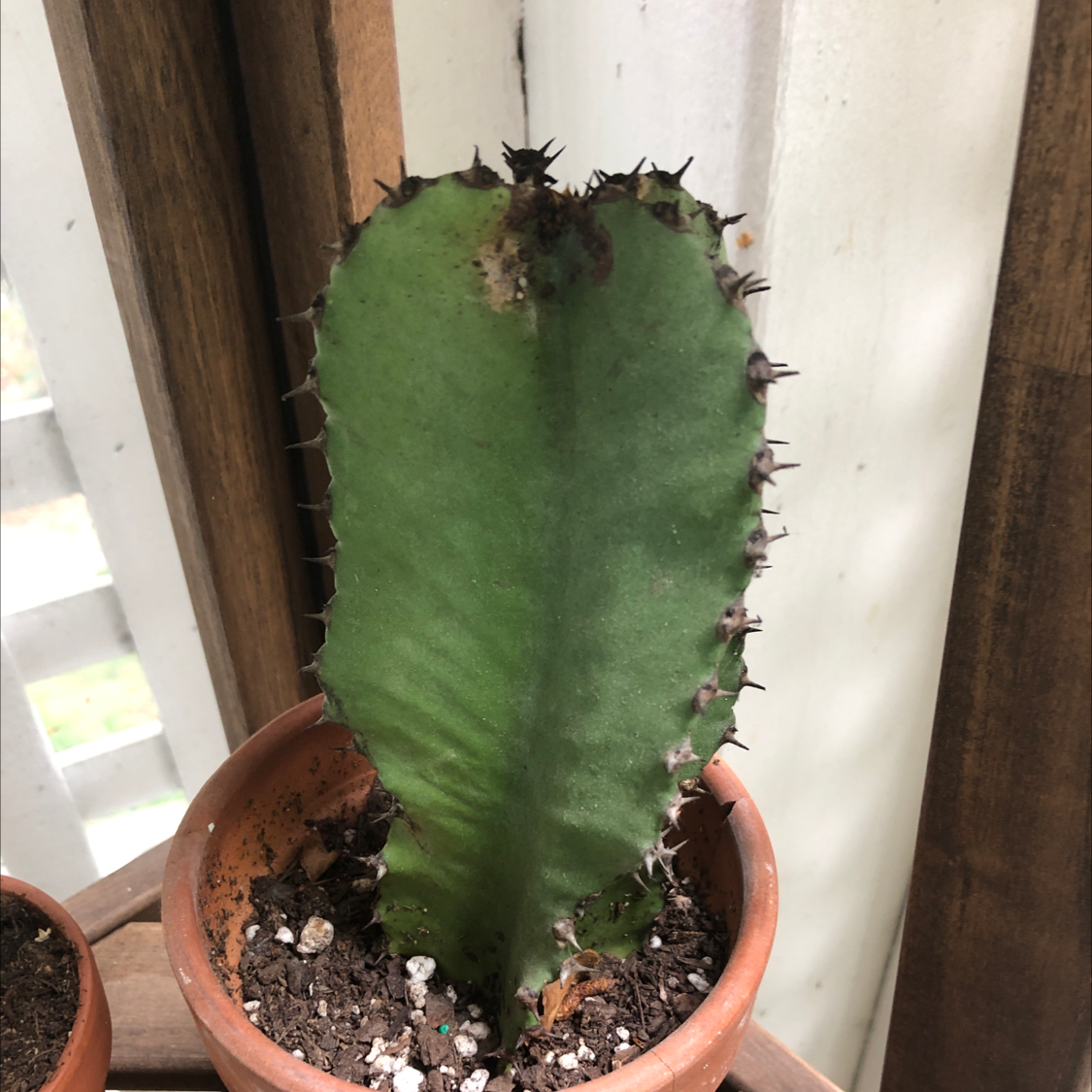 Mexican Fence Post Cactus in a terracotta pot with some browning at the top.