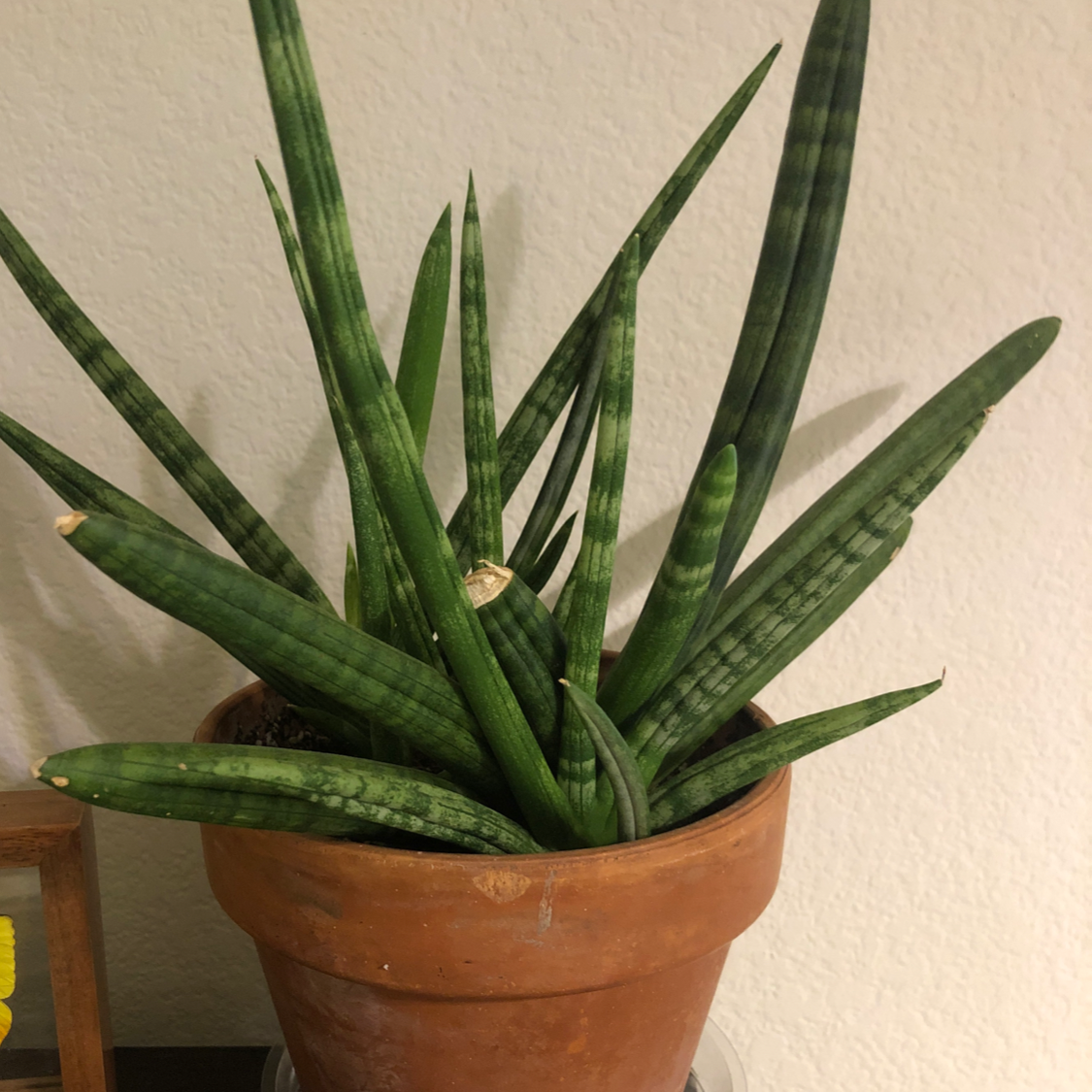 Starfish Snake Plant in a terracotta pot with healthy green leaves.