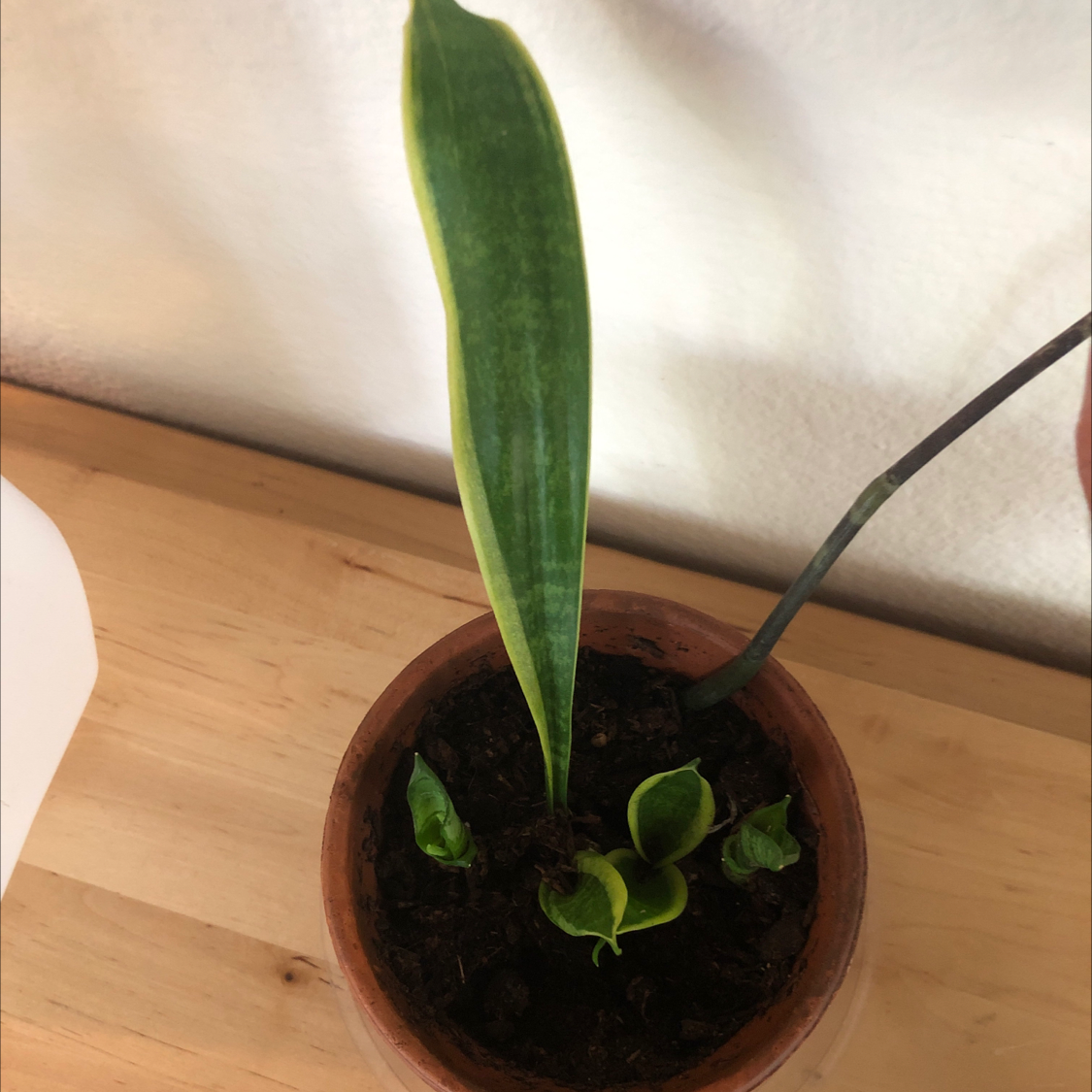 Potted Snake Plant with a single tall leaf and several smaller leaves emerging from the soil.