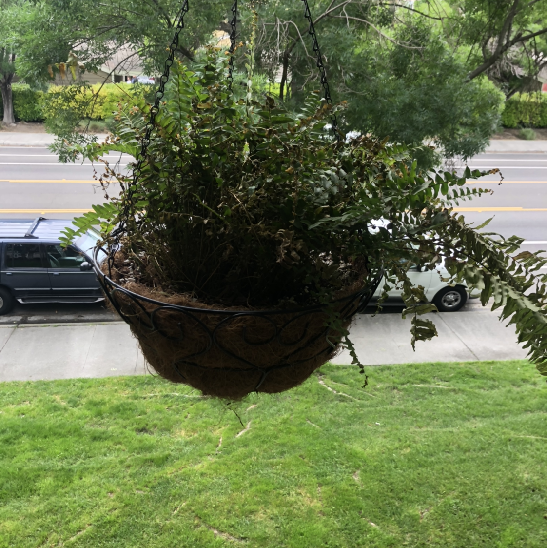 Lush, healthy Boston fern in a hanging basket outdoors. The plant has vibrant green, arching fronds and a full, rounded shape.