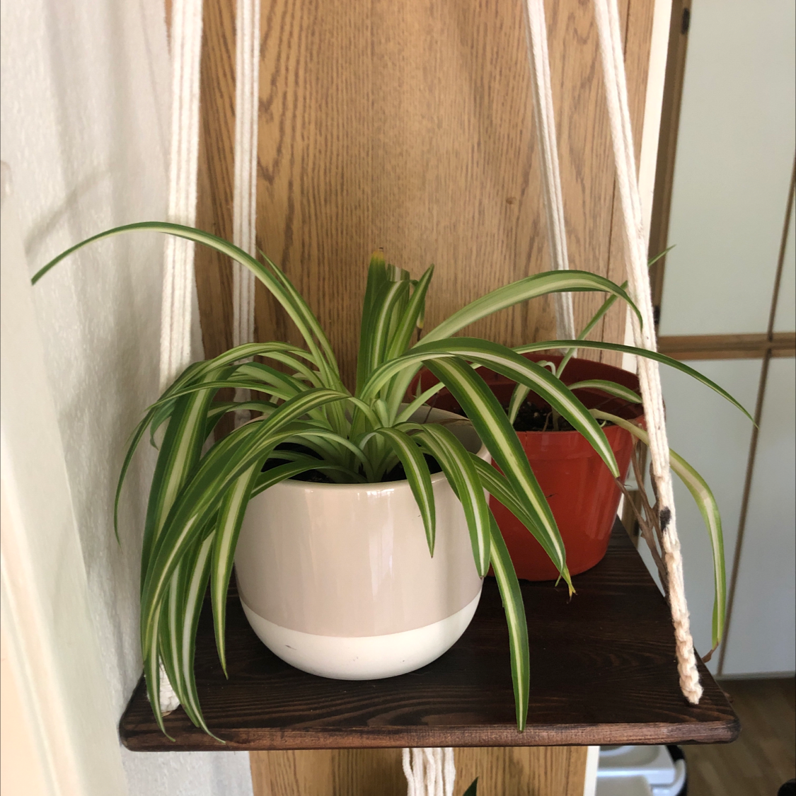 Healthy Spider Plant in a white pot on a hanging shelf with another plant in a red pot.