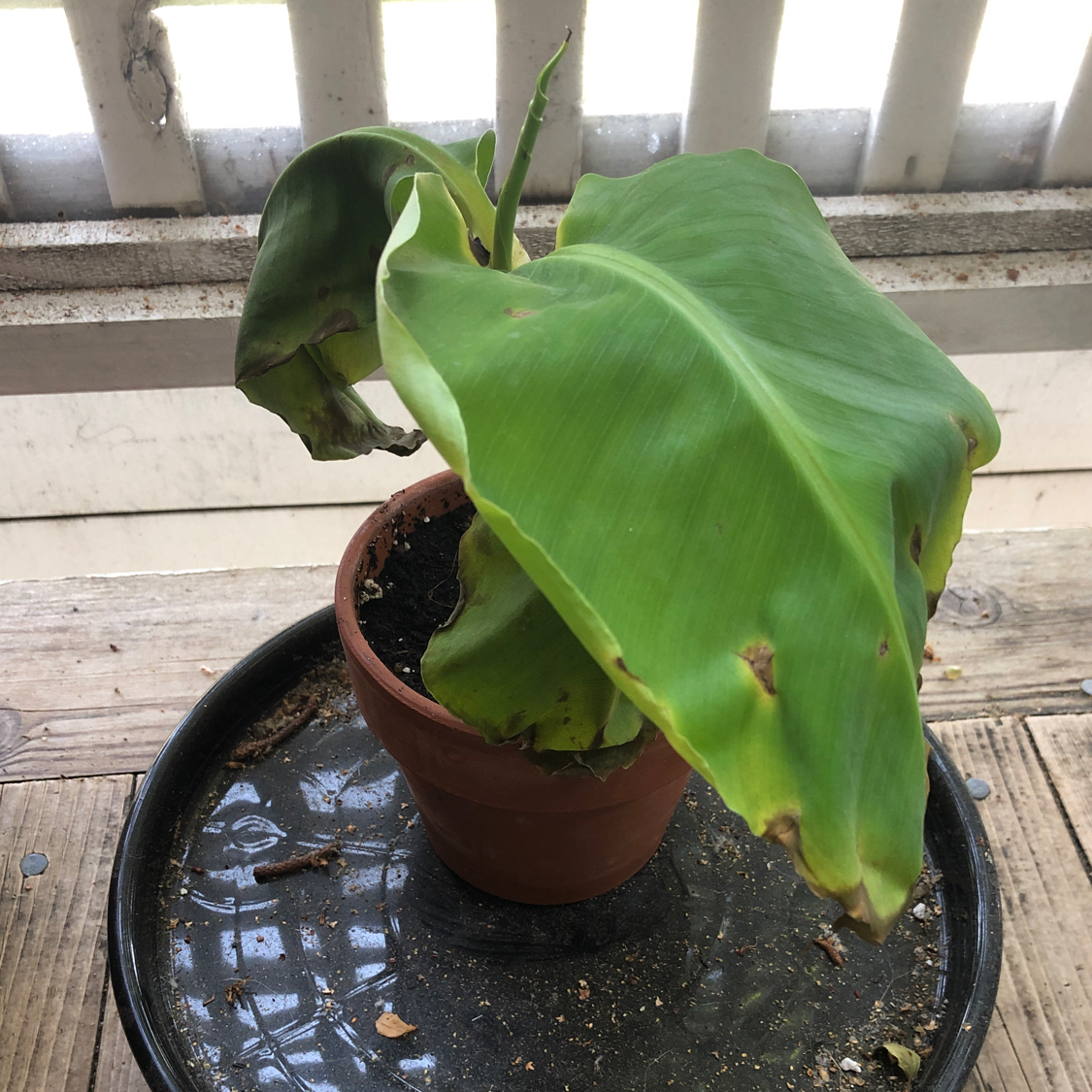 Potted Dwarf Banana plant with browning leaf edges, placed on a tray with visible soil.