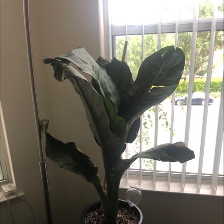 Photo of the plant species Dieffenbachia standleyi by Marlena_nicole named Brandon on Greg, the plant care app