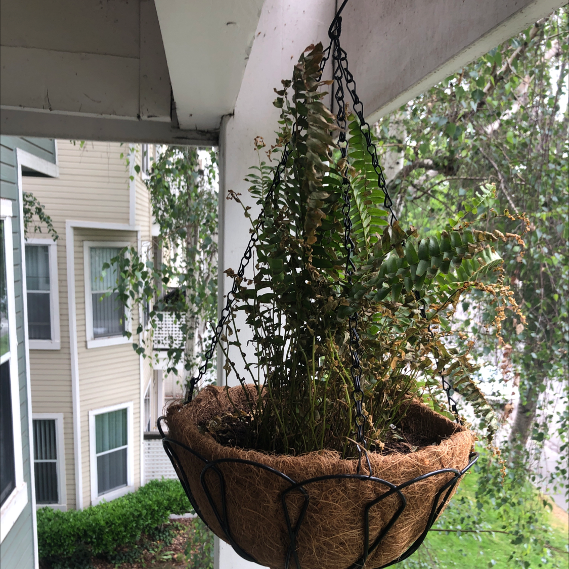 Healthy, lush Boston fern hanging in wire basket outdoors near residential building with green siding visible.