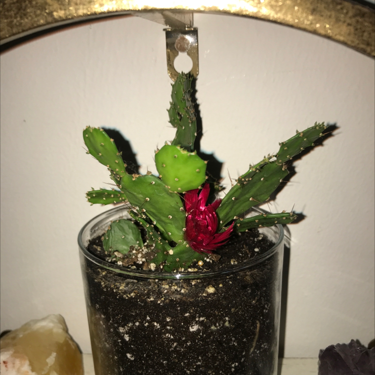 Photo of the plant species Brazilian Pricklypear by @avarindy named delilah on Greg, the plant care app
