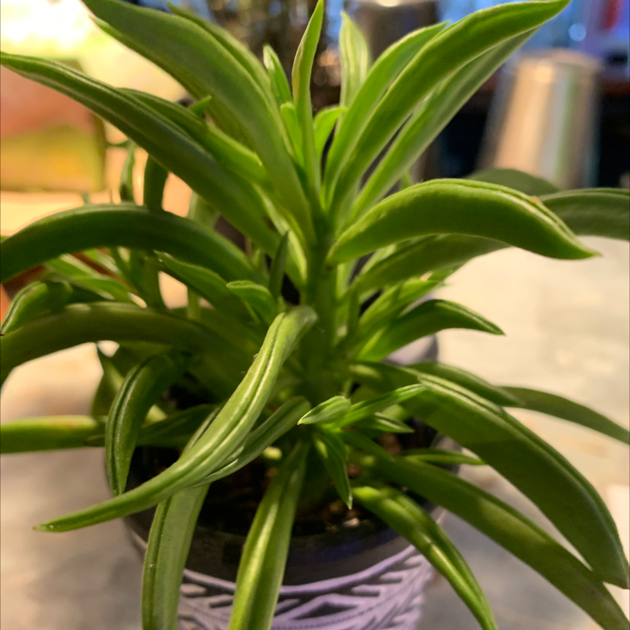 Pincushion Peperomia plant photo by @sarahg named Larry on Greg, the plant care app.