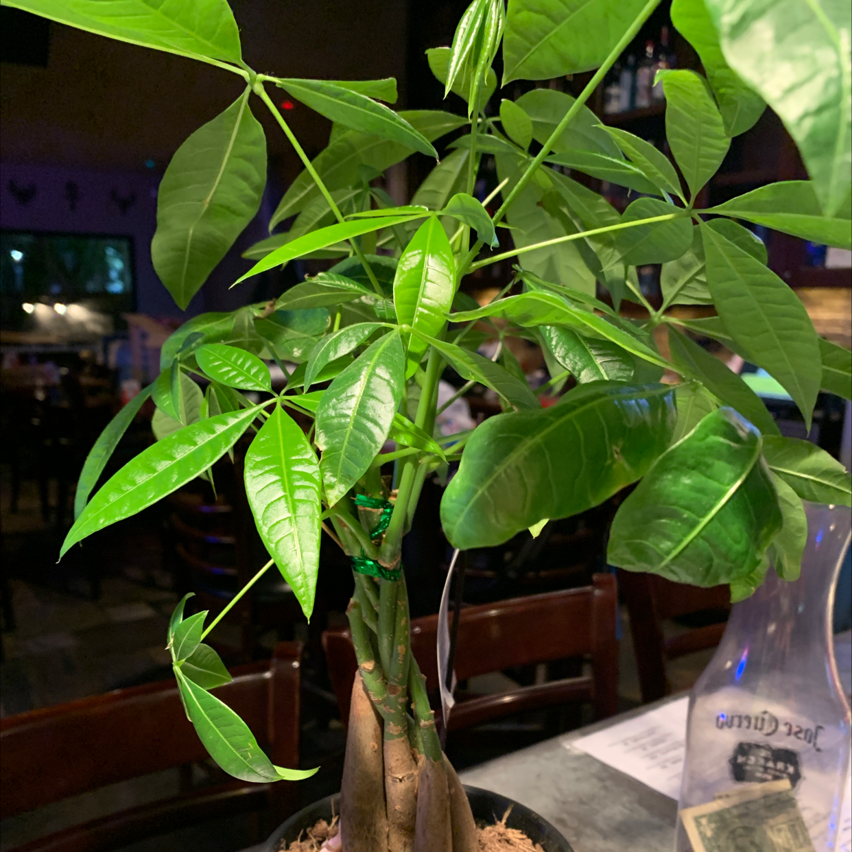 Money Tree plant photo by @sarahg named Merlin on Greg, the plant care app.