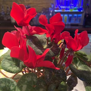 Persian Cyclamen plant photo by @sarahg named Callie on Greg, the plant care app.