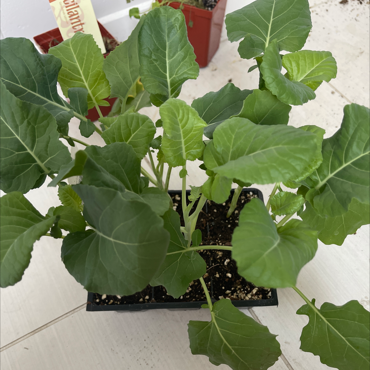 A healthy wild cabbage seedling growing in a small black plastic tray filled with soil. The plant has large, dark green, crinkled leaves.