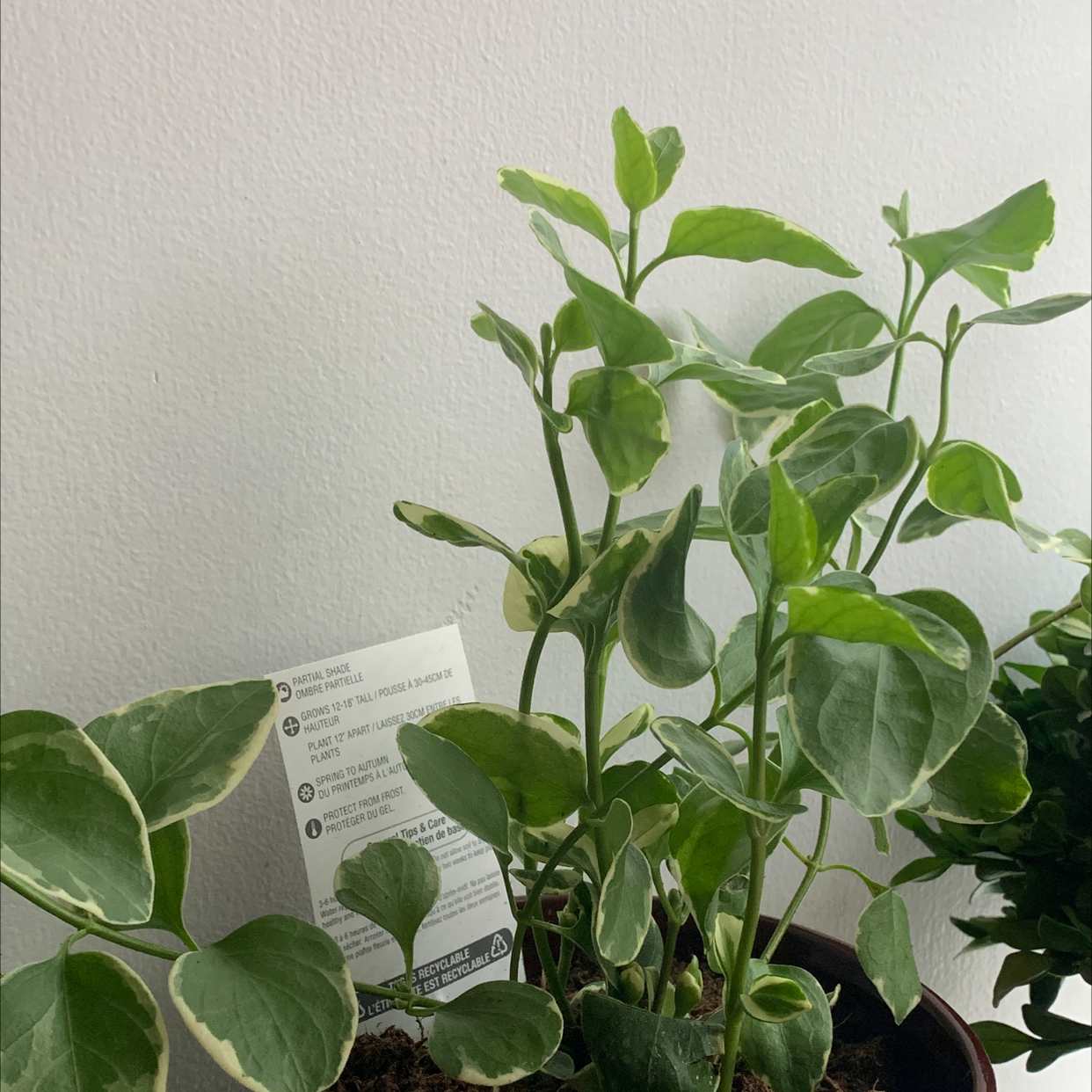 Healthy Greater Periwinkle plant with glossy green leaves and a care tag, no signs of disease or stress.