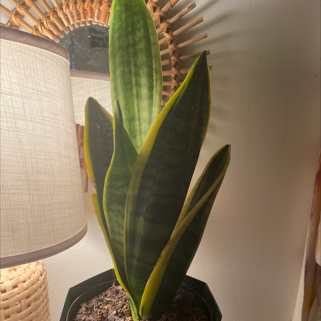 Snake Plant plant photo by Abigail named Matisse on Greg, the plant care app.