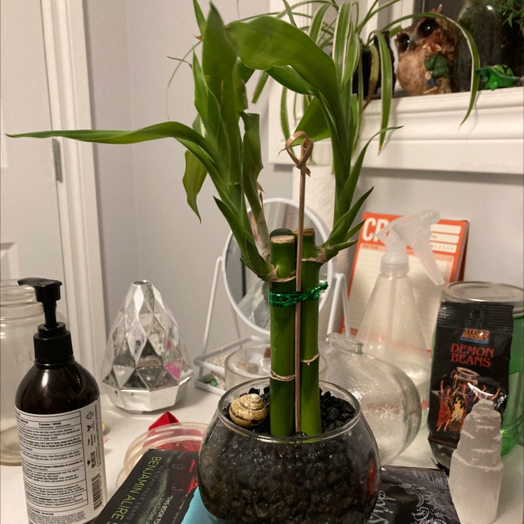 Lucky Bamboo plant photo by @alo3vera named Omori on Greg, the plant care app.