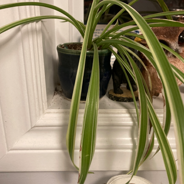 Spider Plant plant photo by @alo3vera named Aubrey on Greg, the plant care app.