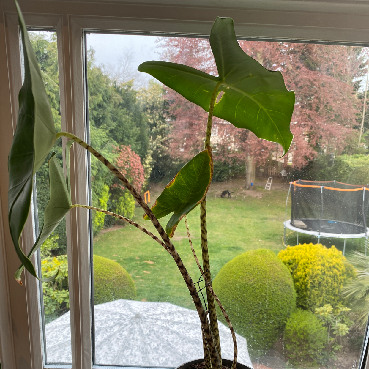 Zebra Elephant Ear plant with large green leaves near a window, minor yellowing and browning visible.