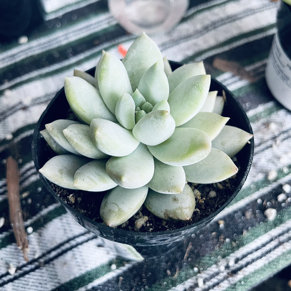 Crested Blue Flame succulent in a small pot with visible soil.