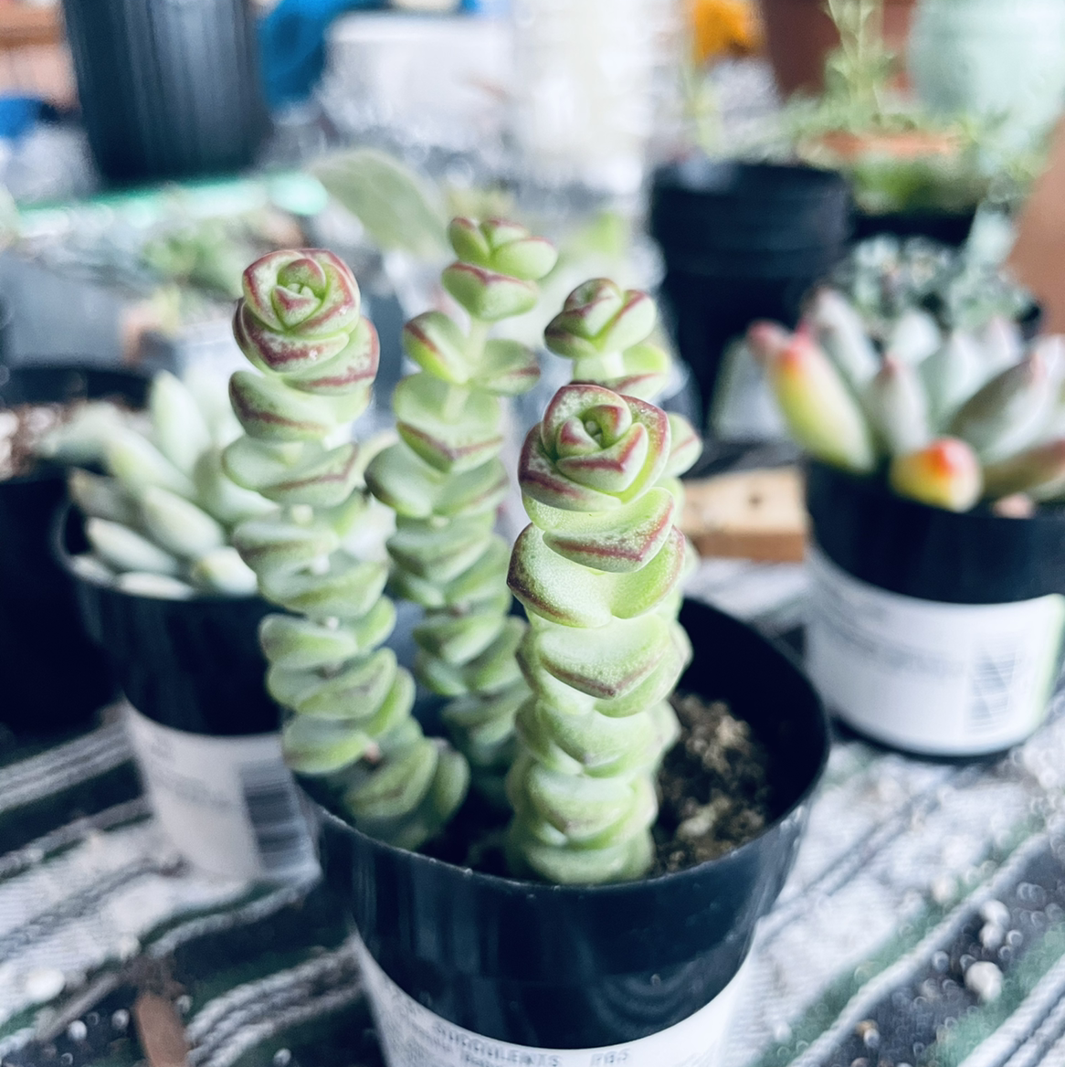 Photo of the plant species Crassula Rupestris by @kaelachrisman named Tilly on Greg, the plant care app