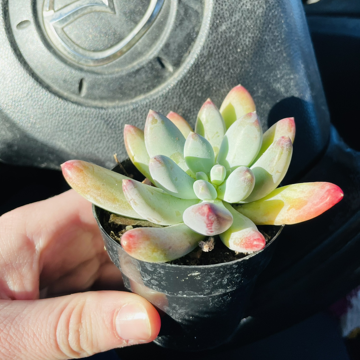 Pachyphytum 'Starburst' succulent held by a hand with a car steering wheel in the background.