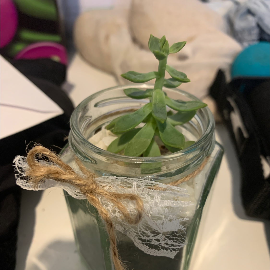 Palmer's Sedum plant in a glass jar with decorative twine and lace.