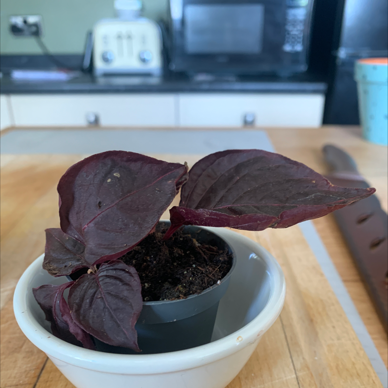 Healthy potted Herbst's Bloodleaf plant with dark purple heart-shaped leaves in a white ceramic pot.