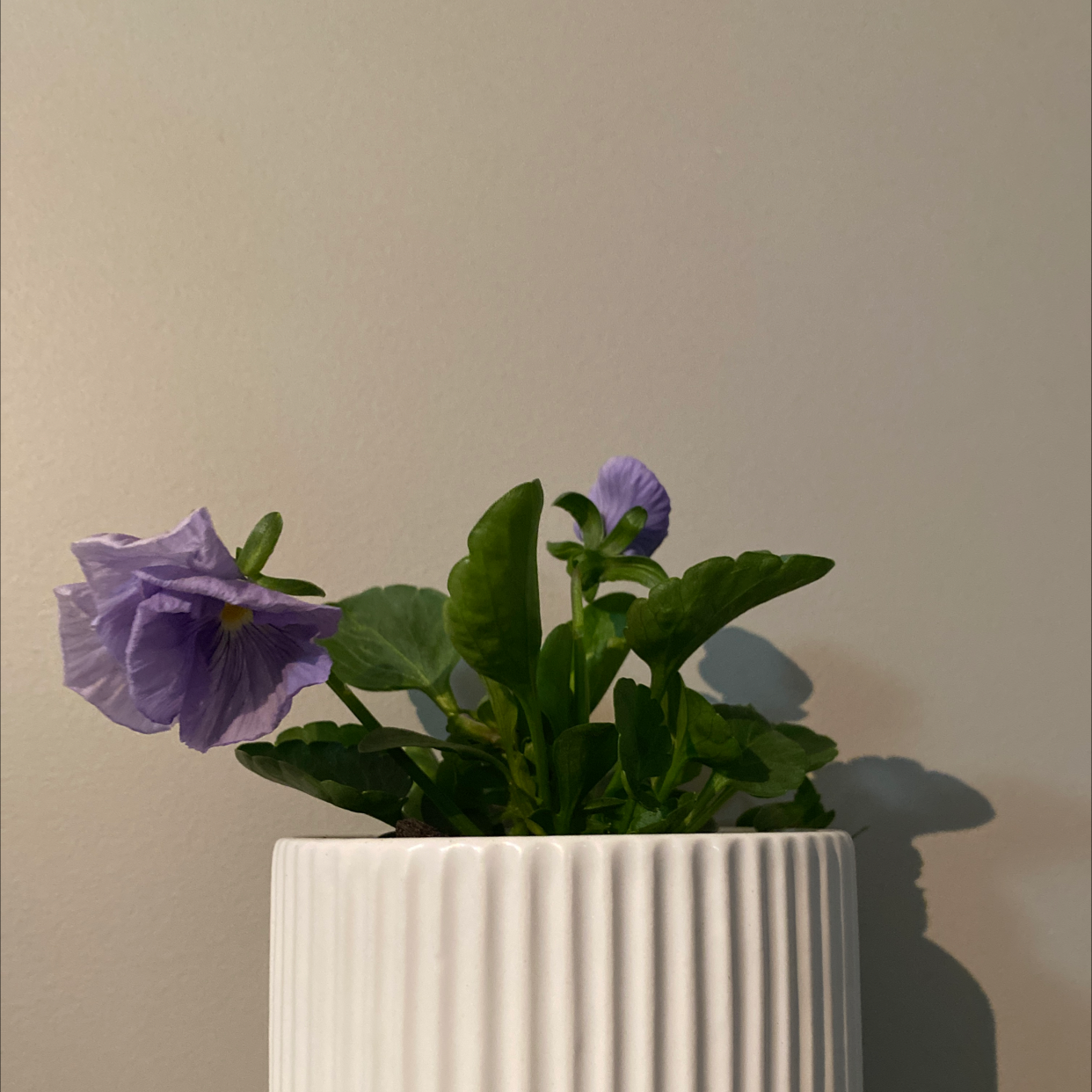 Plant care for Philippine Violet on Greg, the plant care app