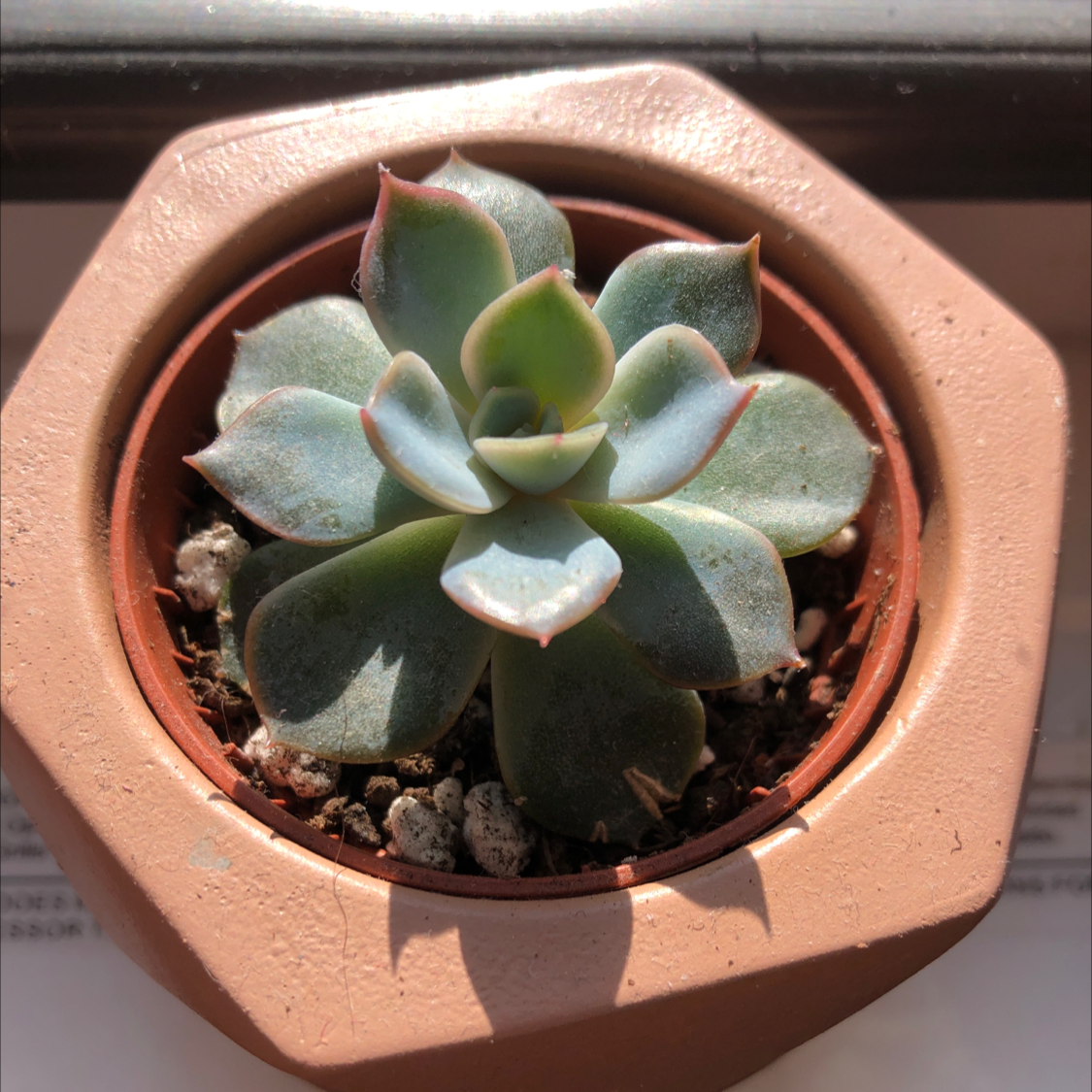 Echeveria 'Orion' succulent in a small pot, healthy with no visible issues.